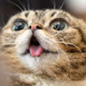 Meet your Posher, Autumn